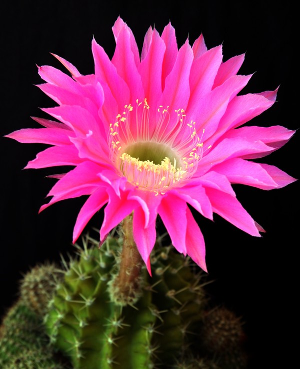 Fleurs de Cactus