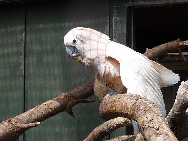 Superbes images d'oiseaux