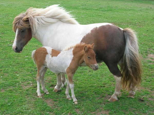 Belle famille