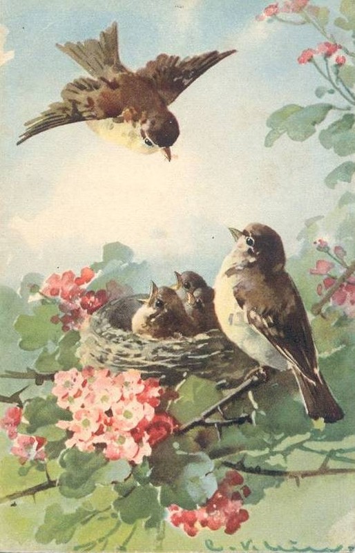 Superbes peintures d'oiseaux