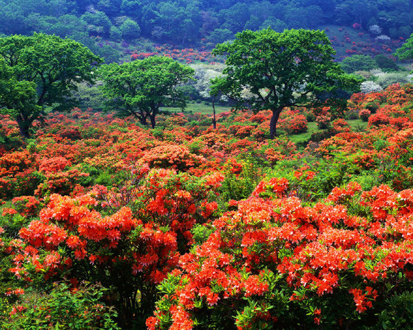 Fleurs et paysages ( printemps-été)