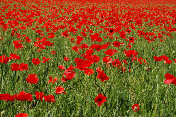 Paysages -Printemps -Eté