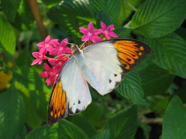 Superbes papillons