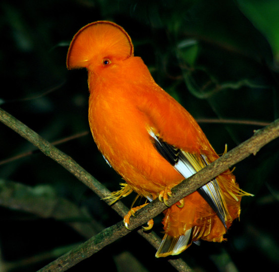 Superbes images d'oiseaux