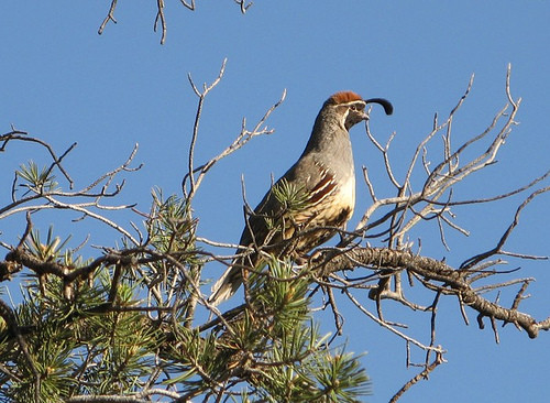 Superbes images d'oiseaux