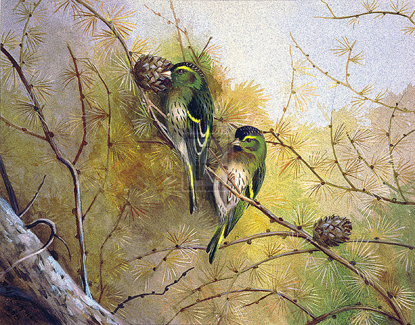 Superbes peintures d'oiseaux