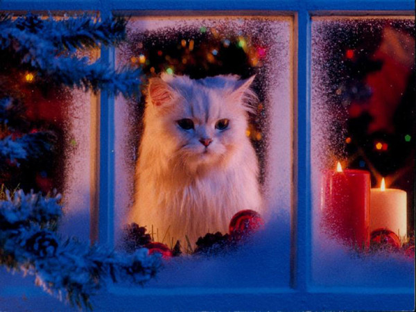 Chat de Noël