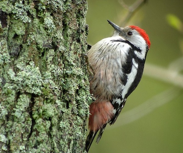 Superbes images d'oiseaux