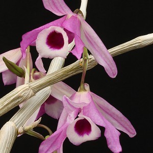 Fleurs d' Orchidées