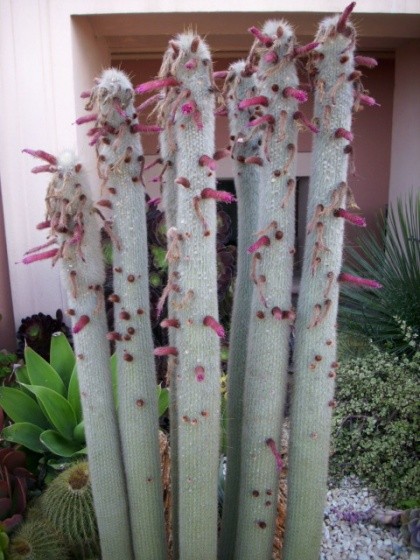 Fleurs de Cactus