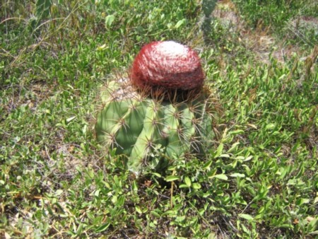 Fleurs de Cactus