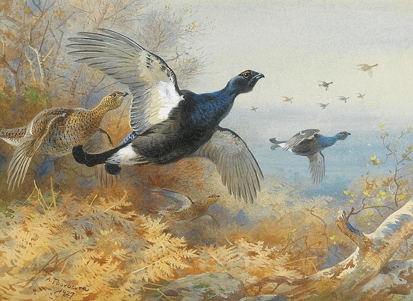 Superbes peintures d'oiseaux