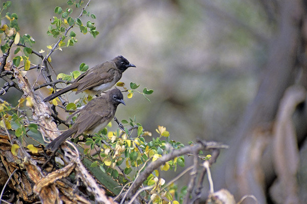 Superbes images d'oiseaux