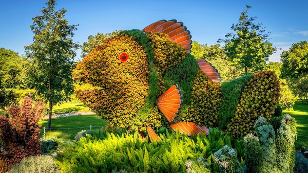 Sculture florale- Topiaire