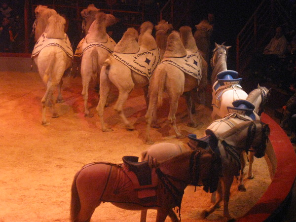 Amiens- Cirque Arlette Gruss