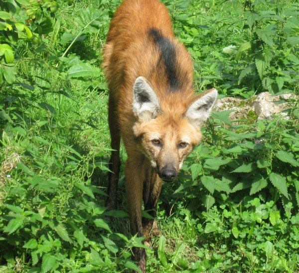 Zoo d'Amiens -2012