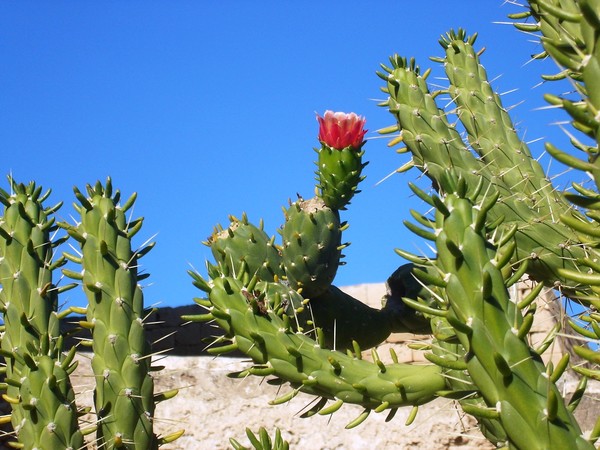 Fleurs de Cactus