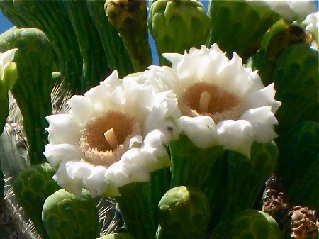 Fleurs de Cactus