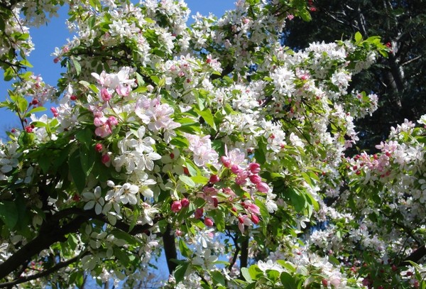 Paysages -Printemps -Eté