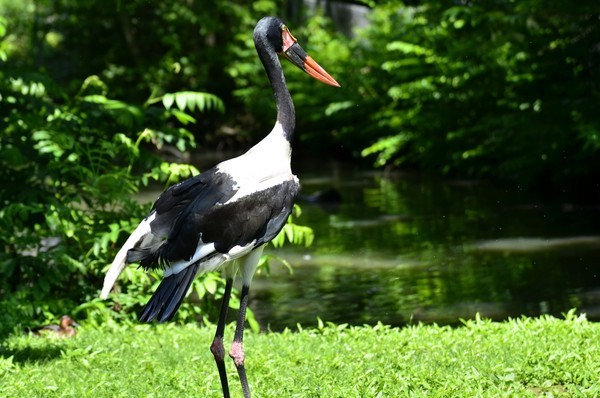 Superbe image d'oiseaux