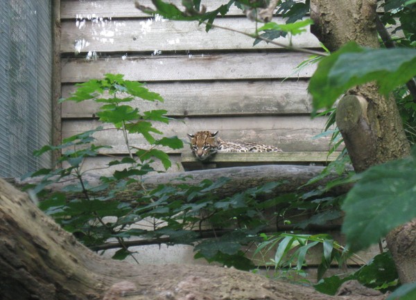 Zoo d'Amiens -2012