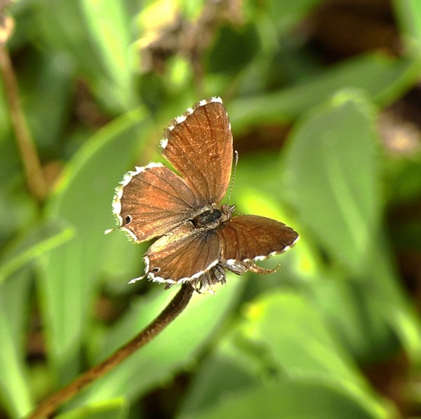 Superbes papillons