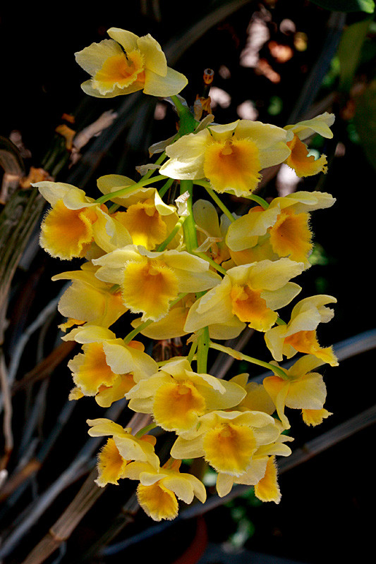 Fleurs d' Orchidées