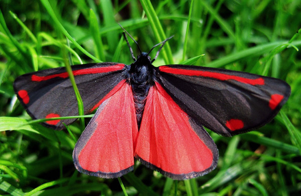 Superbes papillons