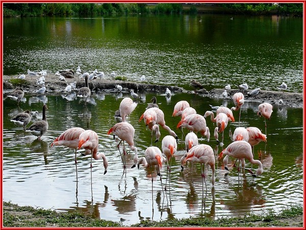 Superbes images d'oiseaux