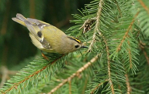 Superbes images d'oiseaux