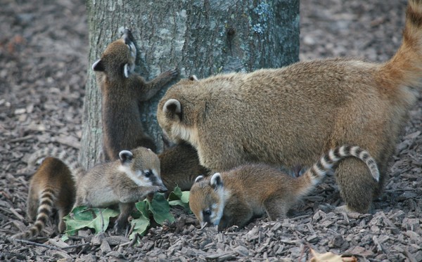 Belles familles