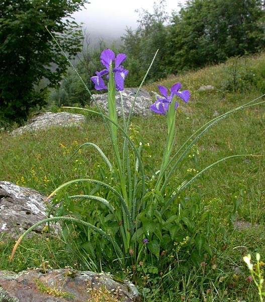 Paysages -Printemps -Eté