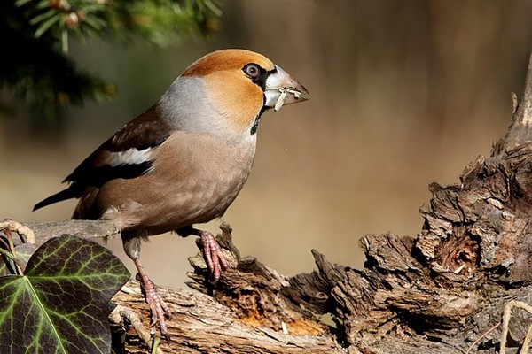 Superbes images d'oiseaux