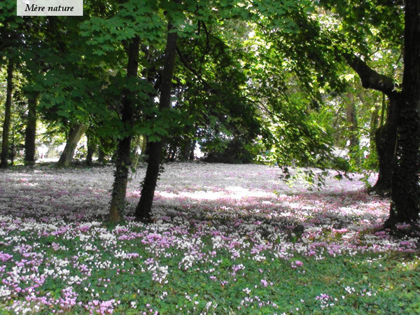 Sous bois au printemps