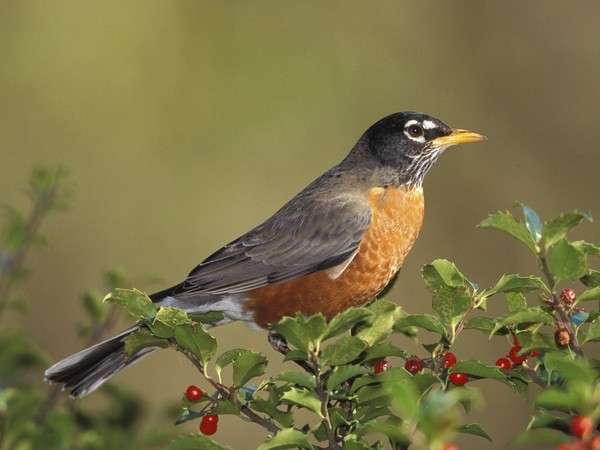 Superbe image d'oiseaux