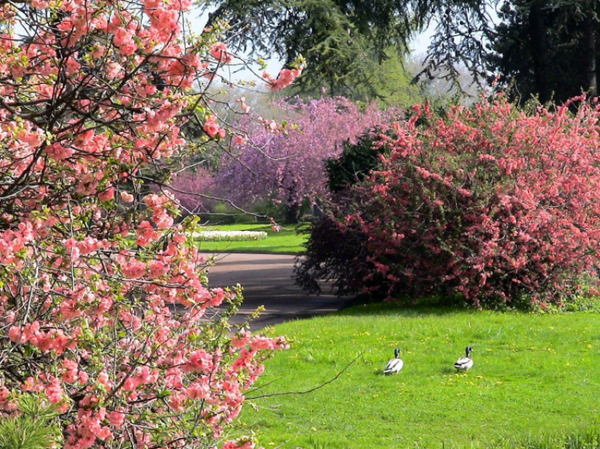 Fleurs et paysages ( printemps-été)