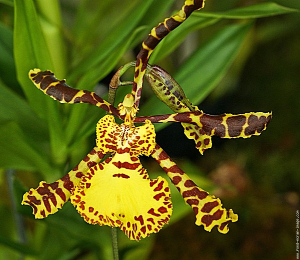 Fleurs d'Orchidées