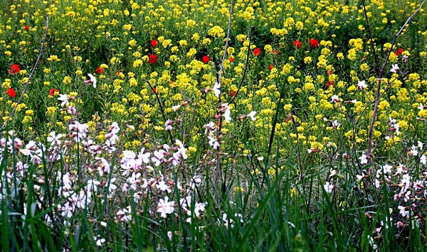 Paysages -Printemps -Eté