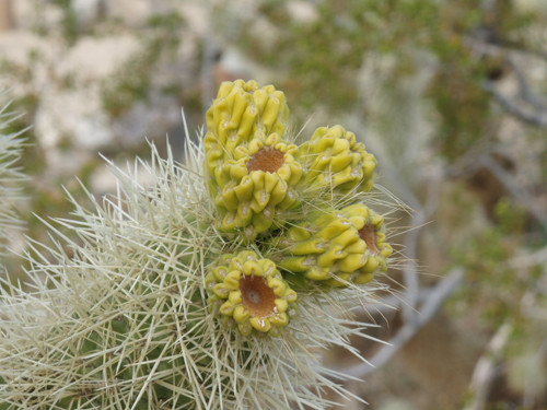 Fleurs de Cactus