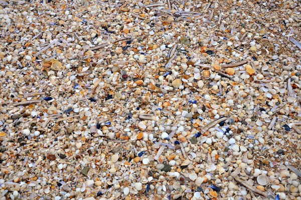 Plage de Basse Normandie (Calvados)