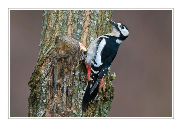 Superbes images d'oiseaux