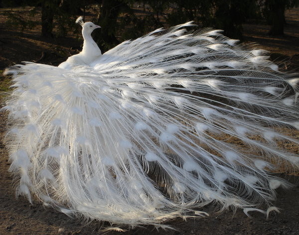 Superbe image d'oiseaux