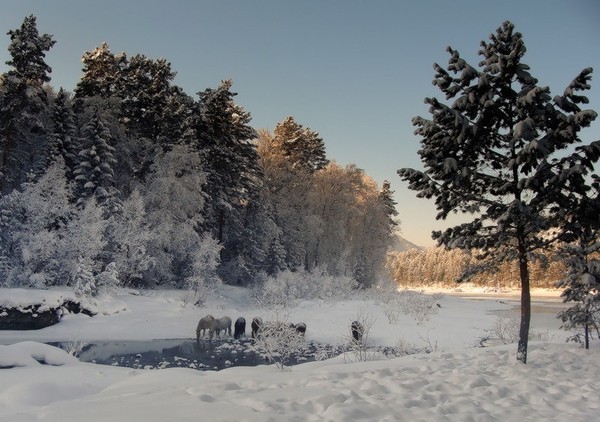 Paysage d'hiver