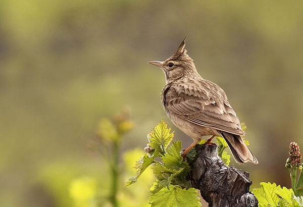 Superbes images d'oiseaux