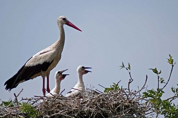 Superbes images d'oiseaux