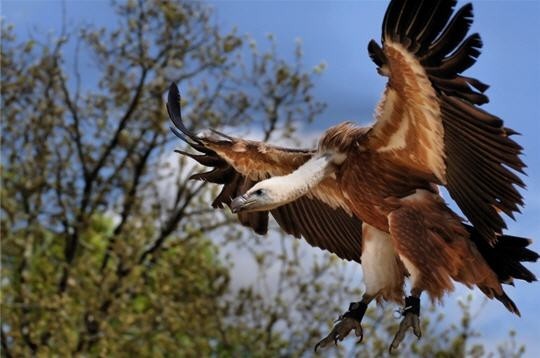 Superbe image d'oiseaux