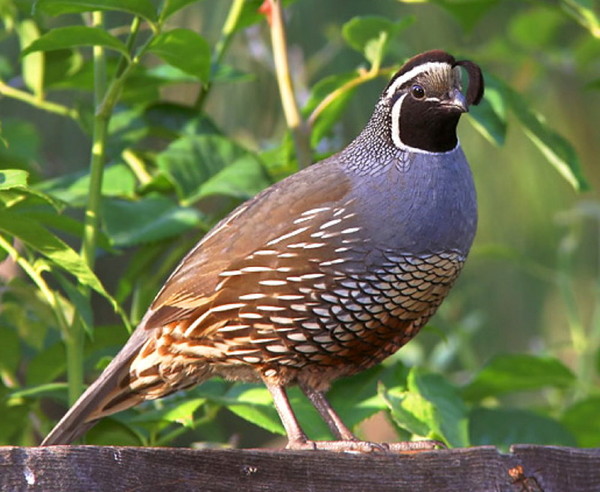 Superbes images d'oiseaux