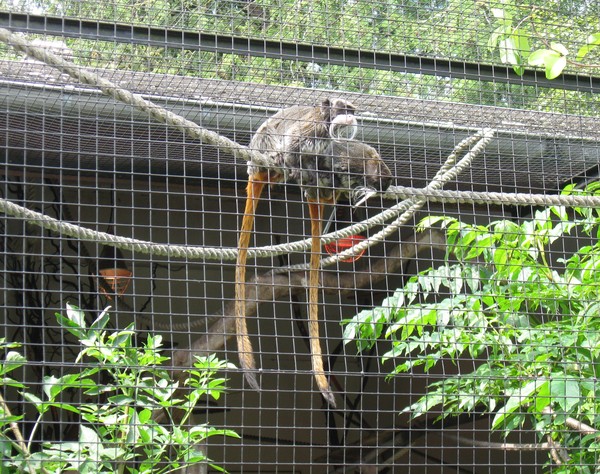 Zoo d'Amiens-2012