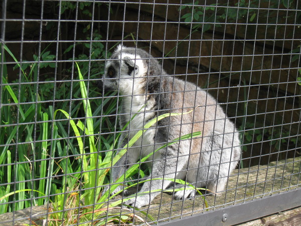 Zoo d'Amiens -2012