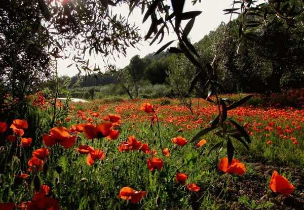 Paysages -Printemps -Eté